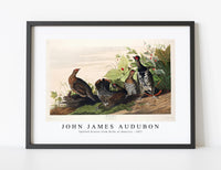 
              John James Audubon - Spotted Grouse from Birds of America (1827)
            