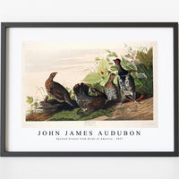 John James Audubon - Spotted Grouse from Birds of America (1827)