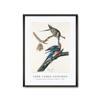 John James Audubon - Passenger Pigeon from Birds of America (1827)