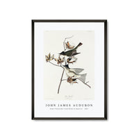 John James Audubon - Pewit Flycatcher from Birds of America (1827)