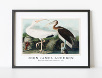 
              John James Audubon - White Ibis from Birds of America (1827)
            