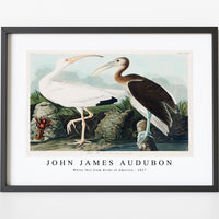 John James Audubon - White Ibis from Birds of America (1827)