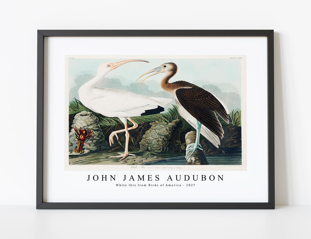 John James Audubon - White Ibis from Birds of America (1827)