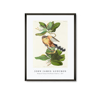 
              John James Audubon - Mangrove Cuckoo from Birds of America (1827)
            