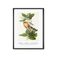 John James Audubon - Mangrove Cuckoo from Birds of America (1827)