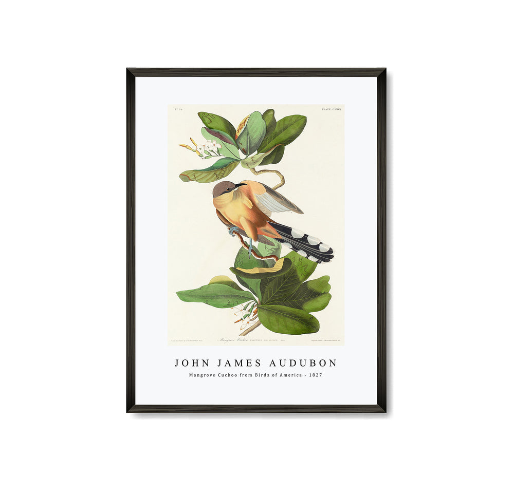 John James Audubon - Mangrove Cuckoo from Birds of America (1827)