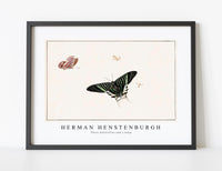 
              Herman Hensenburgh - Three butterflies and a wasp
            