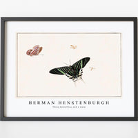 Herman Hensenburgh - Three butterflies and a wasp