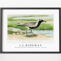 J L Ridgway - The Black–Bellied Plover (Squatarola Squatarola) 1859-1947