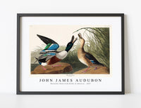 
              John James Audubon - Shoveller Duck from Birds of America (1827)
            