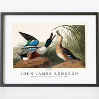 John James Audubon - Shoveller Duck from Birds of America (1827)