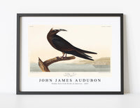 
              John James Audubon - Noddy Tern from Birds of America (1827)
            