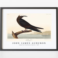 John James Audubon - Noddy Tern from Birds of America (1827)