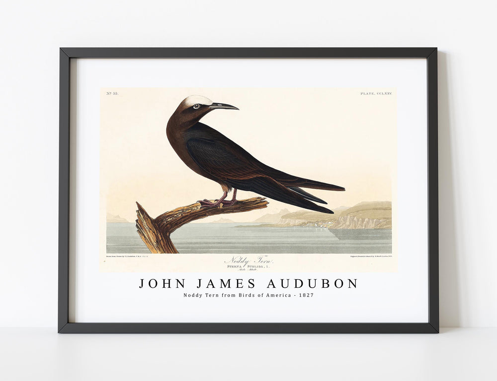 John James Audubon - Noddy Tern from Birds of America (1827)