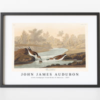 John James Audubon - Little Sandpiper from Birds of America (1827)