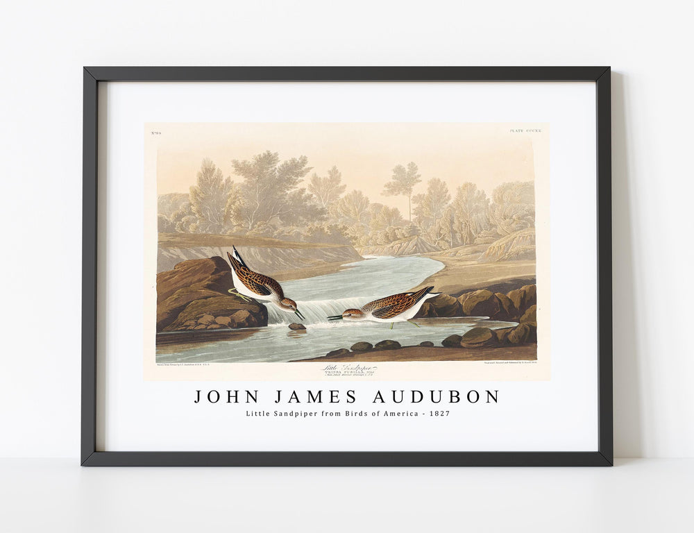 John James Audubon - Little Sandpiper from Birds of America (1827)