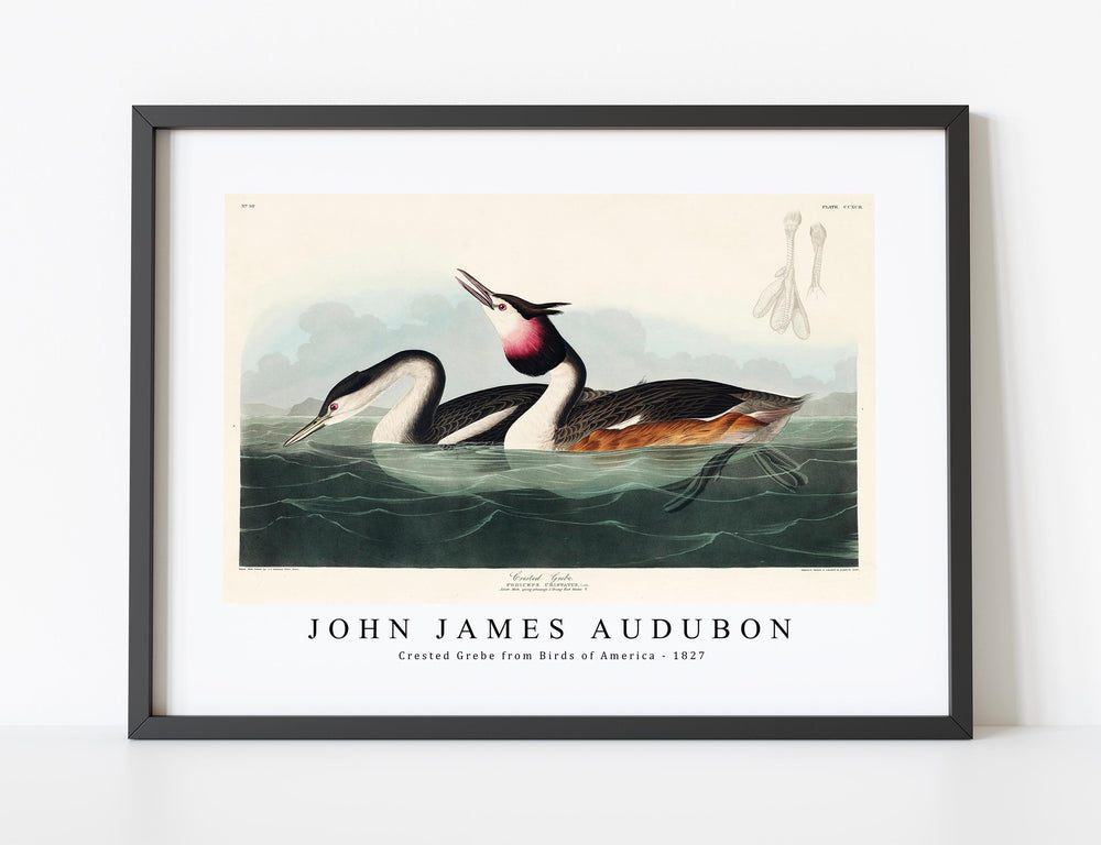 John James Audubon - Crested Grebe from Birds of America (1827)