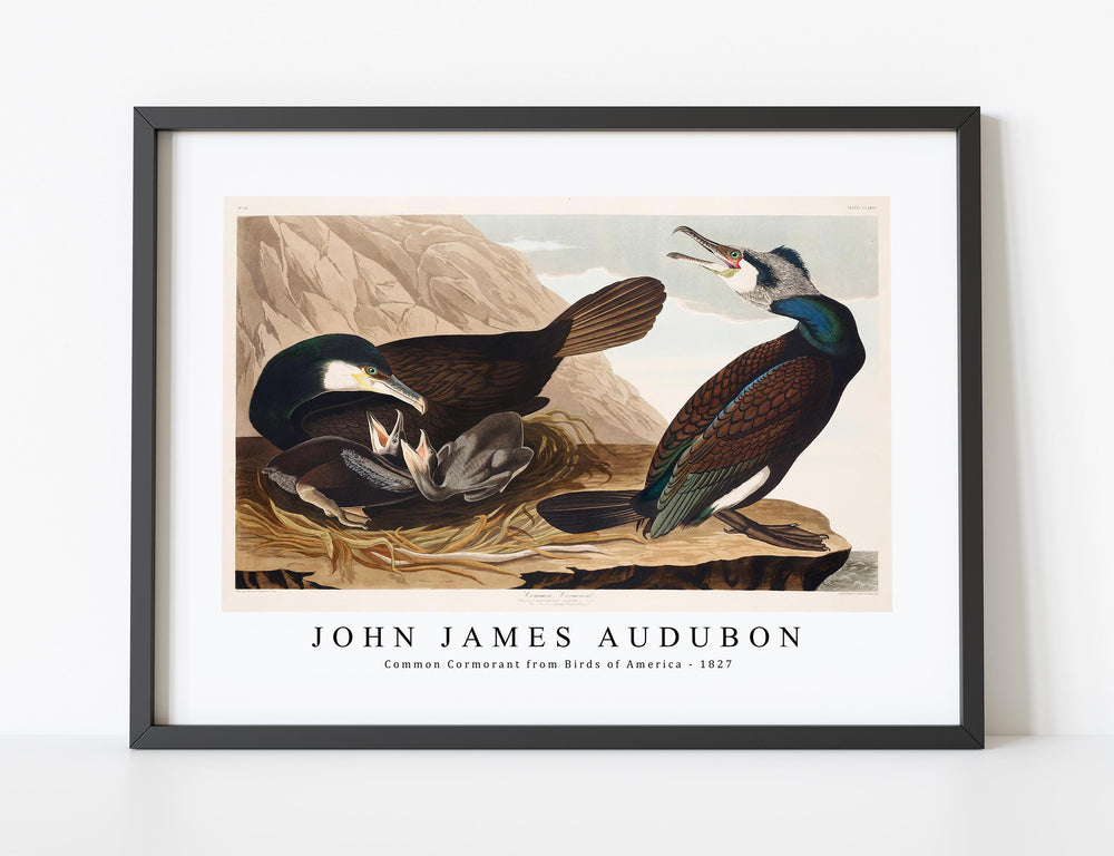 John James Audubon - Common Cormorant from Birds of America (1827)