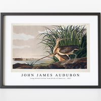 John James Audubon - Long-billed Curlew from Birds of America (1827)