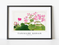 
              Tanigami Konan - Begonia flower
            