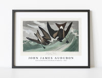 
              John James Audubon - Fork-tailed Petrel from Birds of America (1827)
            