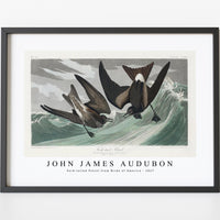 John James Audubon - Fork-tailed Petrel from Birds of America (1827)