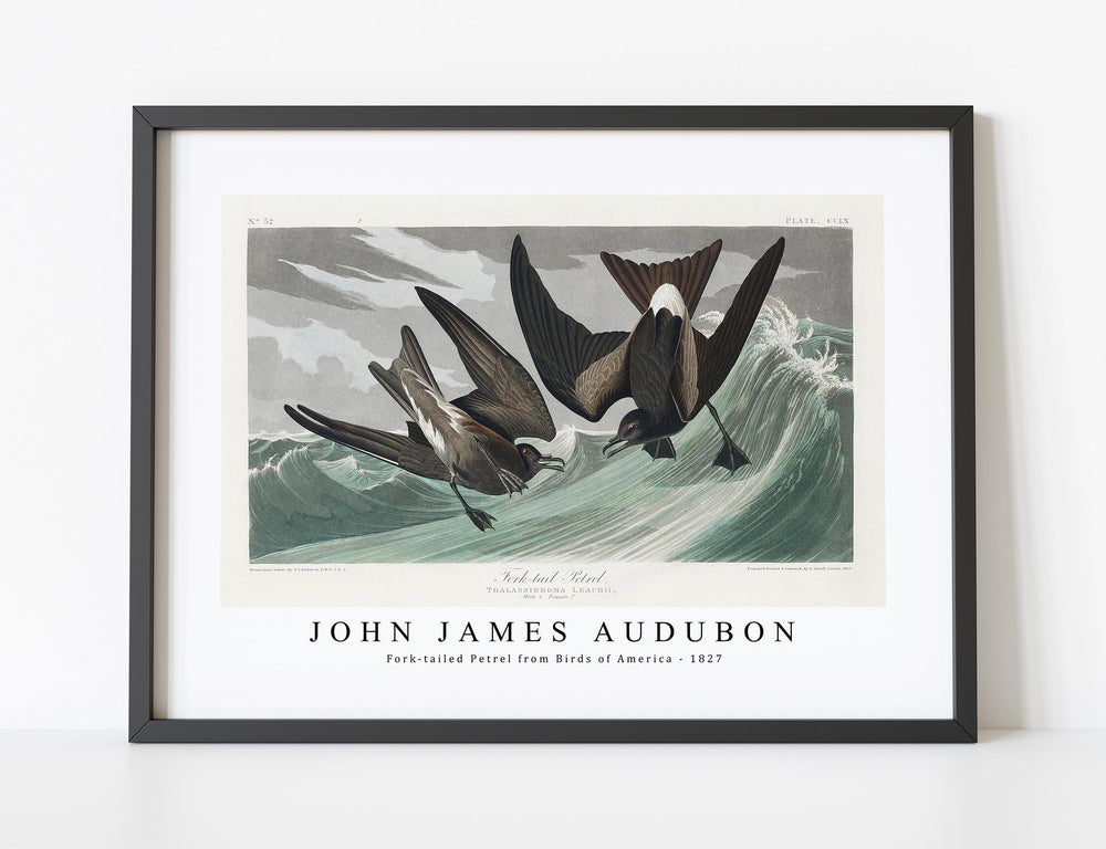 John James Audubon - Fork-tailed Petrel from Birds of America (1827)