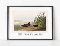 
              John James Audubon - Least Water-hen from Birds of America (1827)
            