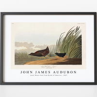 John James Audubon - Least Water-hen from Birds of America (1827)