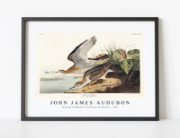 
              John James Audubon - Bartram Sandpiper from Birds of America (1827)
            