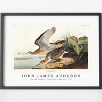 John James Audubon - Bartram Sandpiper from Birds of America (1827)