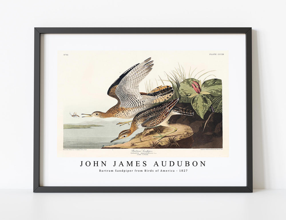 John James Audubon - Bartram Sandpiper from Birds of America (1827)