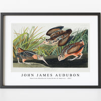 John James Audubon - American Woodcock from Birds of America (1827)