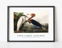 
              John James Audubon - Purple Heron from Birds of America (1827)
            