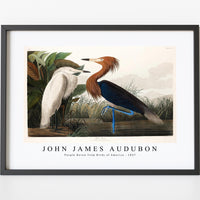 John James Audubon - Purple Heron from Birds of America (1827)