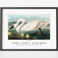 John James Audubon-Common American Swan from Birds of America (1827)