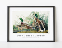 
              John James Audubon - Mallard Duck from Birds of America (1827)
            