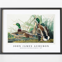 John James Audubon - Mallard Duck from Birds of America (1827)