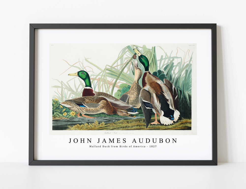 John James Audubon - Mallard Duck from Birds of America (1827)