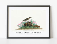 
              John James Audubon - Prairie Titlark from Birds of America (1827)
            