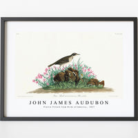 John James Audubon - Prairie Titlark from Birds of America (1827)