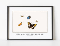 
              Herman Henstenburgh - Five butterflies
            