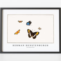 Herman Henstenburgh - Five butterflies