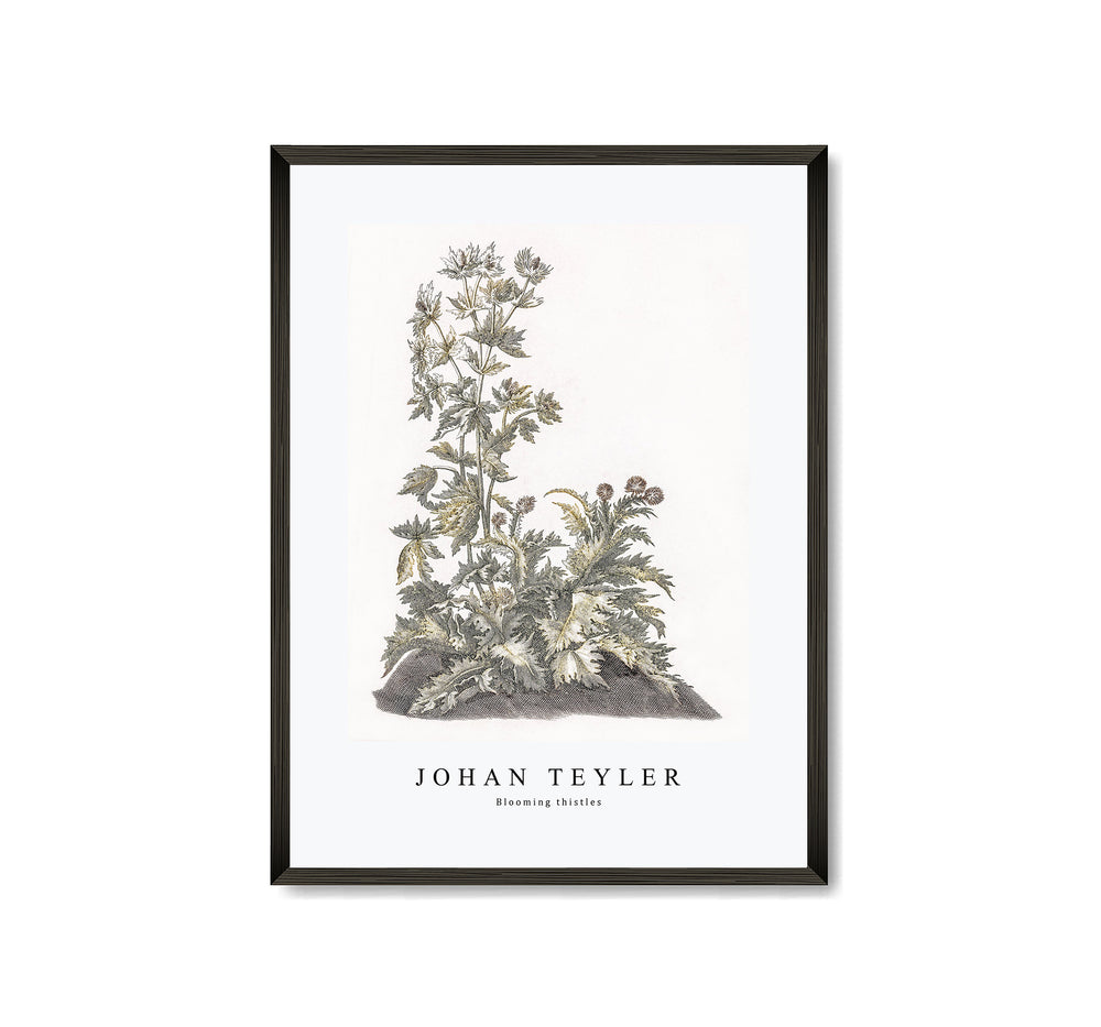 Johan Teyler - Blooming thistles