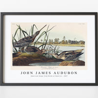 John James Audubon - American Snipe from Birds of America (1827)