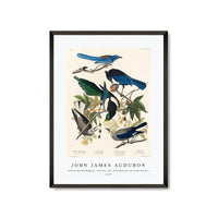 John James Audubon - Yellow-Billed Magpie, Stellers Jay, Ultramarine Jay and Clark's Crow from Birds of America (1827)