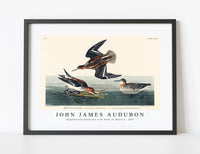 
              John James Audubon - Hyperborean phalarope from Birds of America (1827)
            