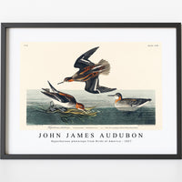 John James Audubon - Hyperborean phalarope from Birds of America (1827)