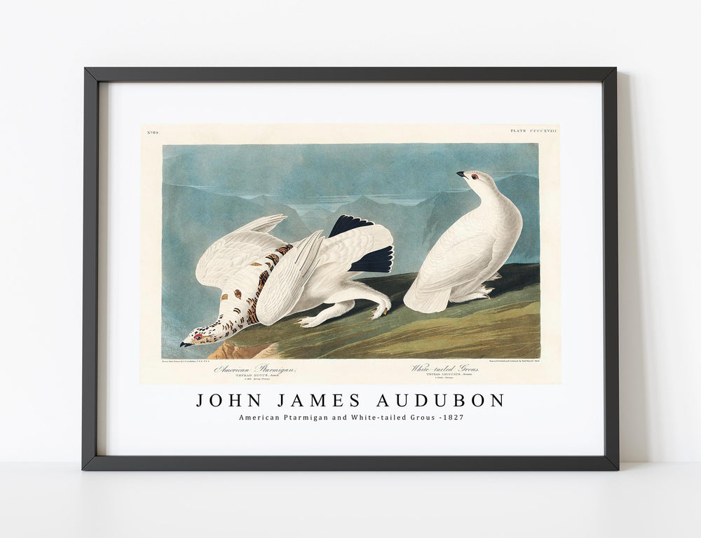 John James Audubon - American Ptarmigan and White-tailed Grous from Birds of America (1827)