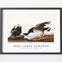 John James Audubon - Brant Goose from Birds of America (1827)